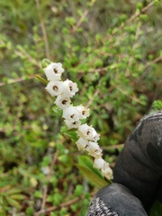 Chamaedaphne calyculata
