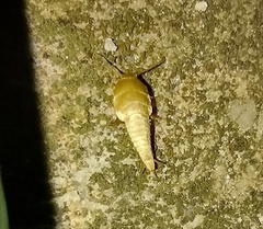 Lepismatidae
