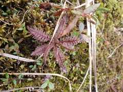 Pedicularis labradorica