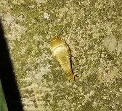 Lepismatidae