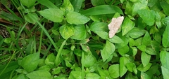 Scopula umbilicata