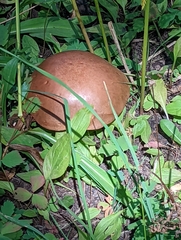 Leccinum aurantiacum