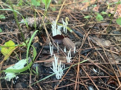 Clavaria