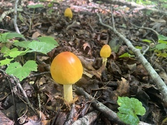 Amanita jacksonii