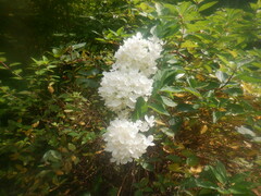 Hydrangea paniculata