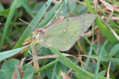 Colias philodice