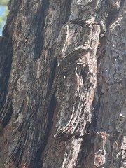 Sceloporus undulatus