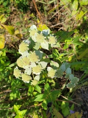 Pycnanthemum muticum