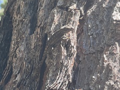 Sceloporus undulatus