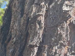 Sceloporus undulatus