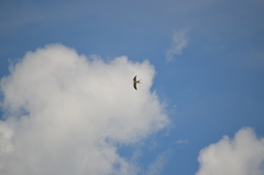 Elanoides forficatus