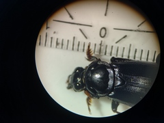 Nicrophorus humator