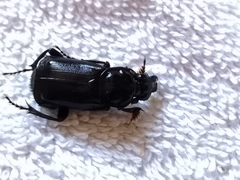 Nicrophorus humator