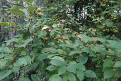 Malus ioensis