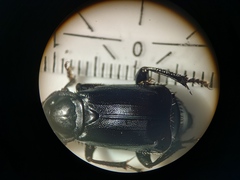 Nicrophorus humator