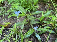 Commelina virginica