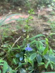 Lobelia amoena