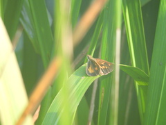 Poanes viator