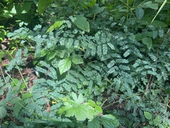 Mimosa microphylla