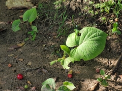 Piper auritum