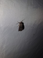 Apamea impulsa