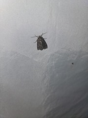 Apamea impulsa
