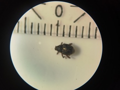 Rhinoncus leucostigma