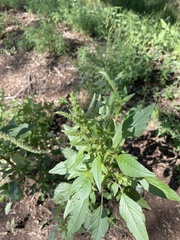 Amaranthus viridis