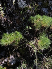Artemisia morrisonensis