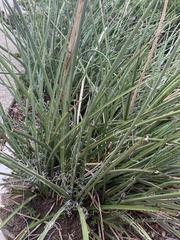 Hesperaloe