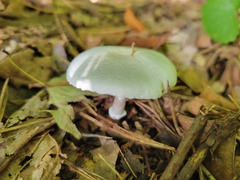 Lepiota clypeolaria