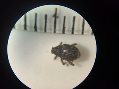 Rhinoncus leucostigma