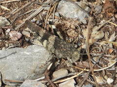 Oedipoda germanica