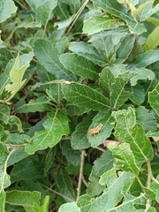 Melanoplinae