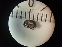 Rhinoncus leucostigma