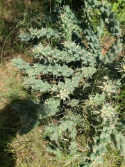 Cylindropuntia fulgida