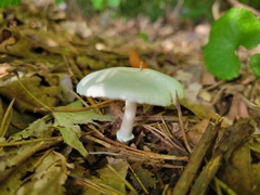 Lepiota clypeolaria