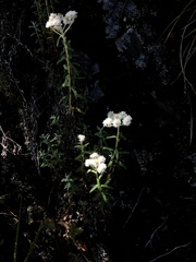 Anaphalis morrisonicola