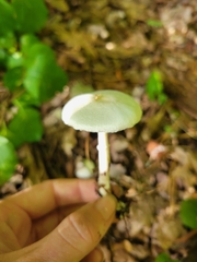 Lepiota clypeolaria
