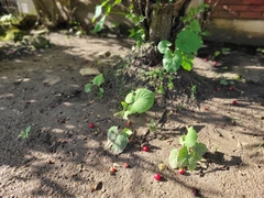 Piper auritum