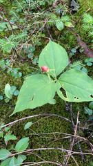 Trillium undulatum