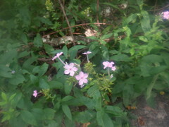 Phlox paniculata