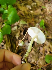 Lepiota clypeolaria