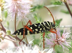 Placosternus erythropus