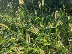 Setaria viridis