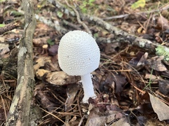 Amanita cokeri