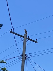 Buteo jamaicensis