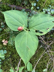 Trillium undulatum