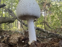 Amanita cokeri