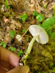 Lepiota clypeolaria